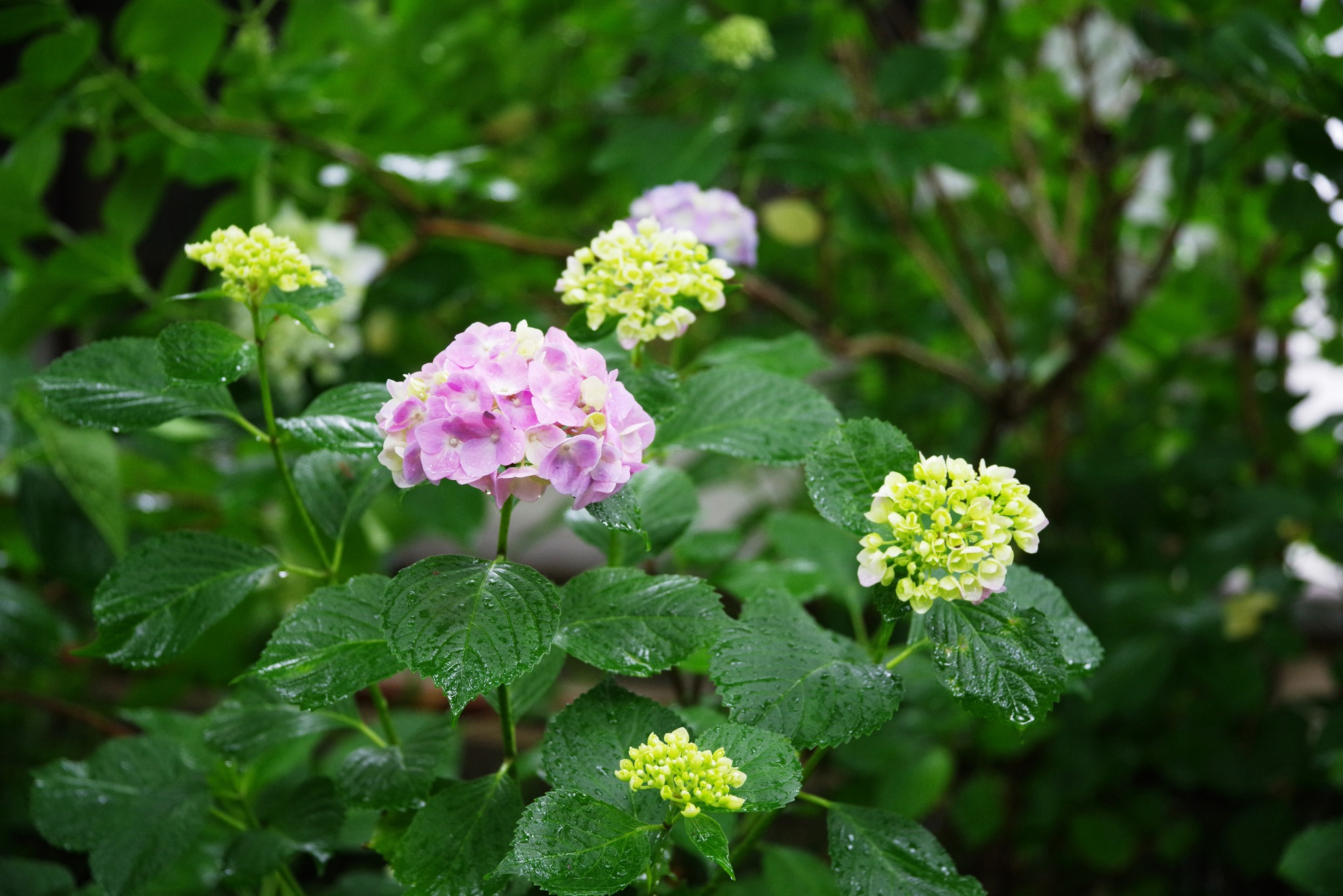 矢田寺の紫陽花」 2026.6.2 紫陽花には雨が似合います。花の数が増え