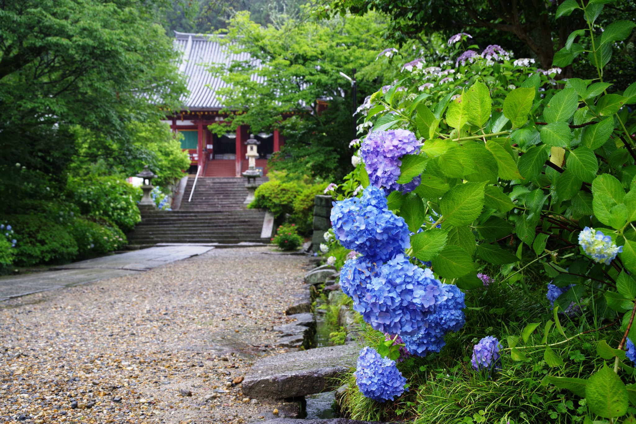 矢田寺の紫陽花」 2026.6.2 紫陽花には雨が似合います。花の数が増え
