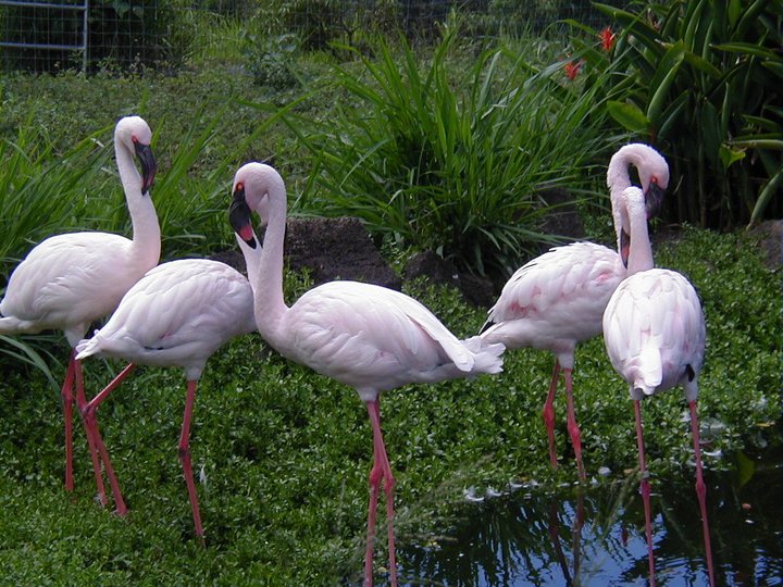 Three Ring Ranch Exotic Animal Sanctuary | Kailua-Kona HI