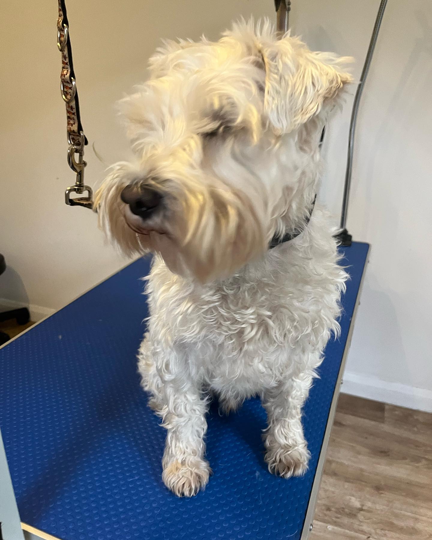 Los Perritos Dog Grooming | Guildford