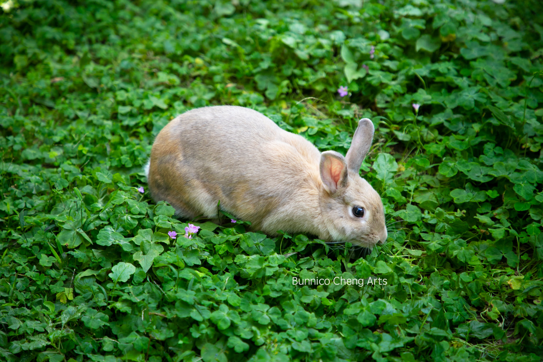 歡迎預約 🐇 友愛兔攝影 💕 服務，留下有愛兔的美好印象。... - Friend Rabbit 友愛兔