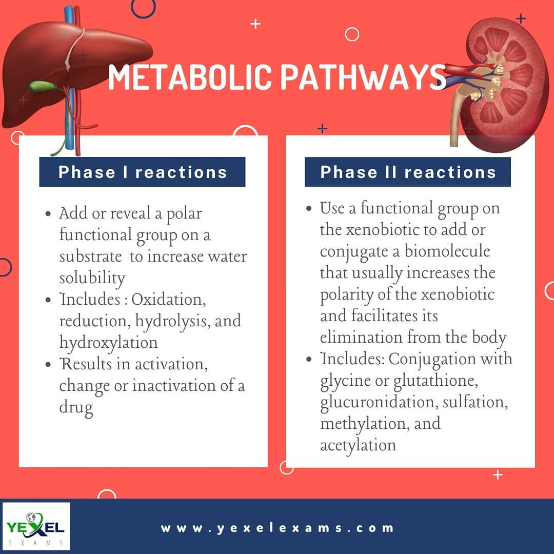 does lidocaine use glutathione or glucuronidation Most common phase 2drug metabolizing reaction is: a)Glucuronidation b)Acetylation c)oxydation d)Glutathione conjugation how long for bpc
