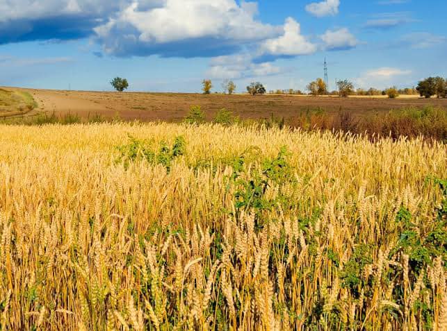 The parable of the wheat and weeds... - Fr. Joseph A. Faller