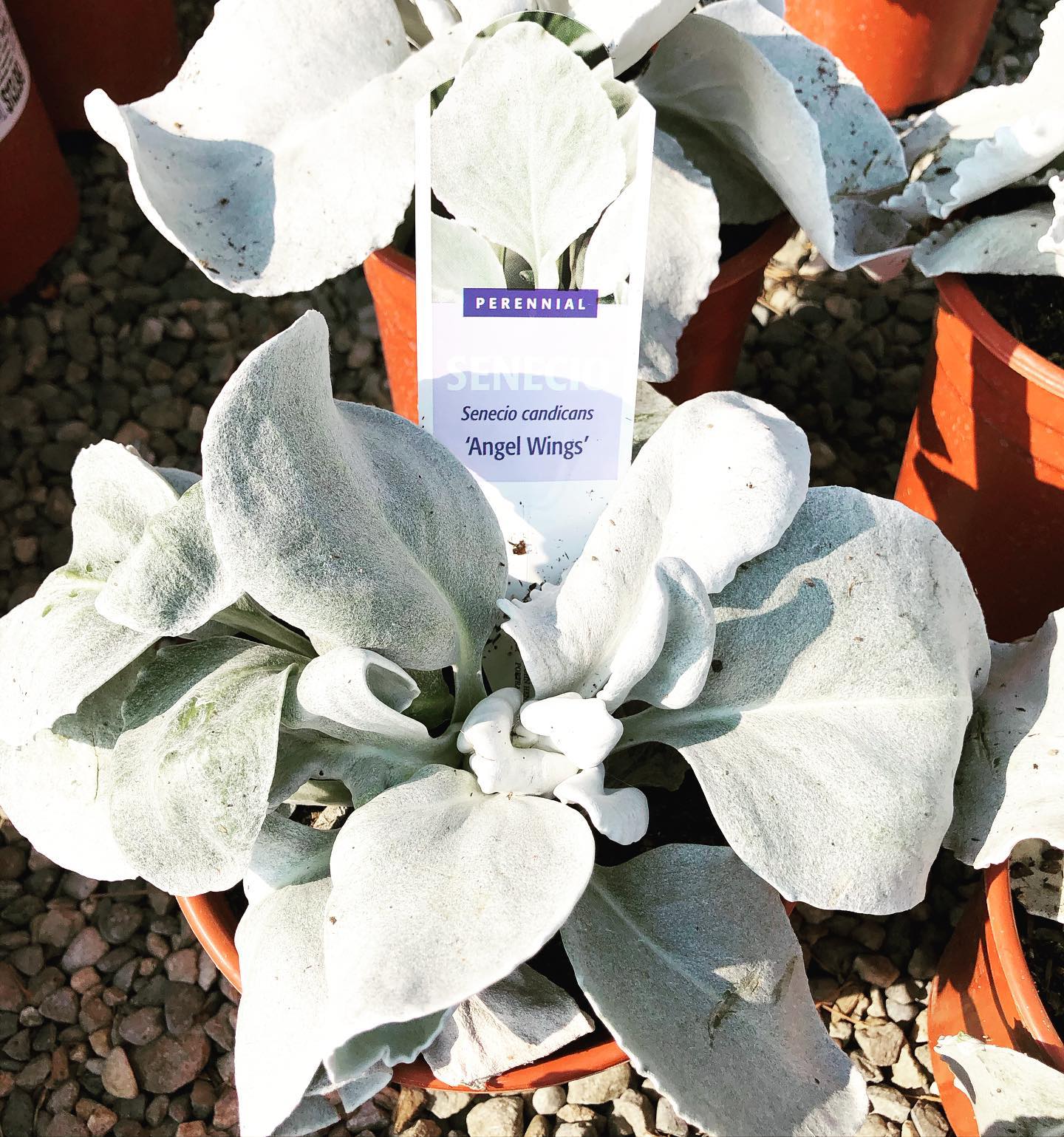 Senecio candicans Angel Wings. A... - Willow Gardens Nursery