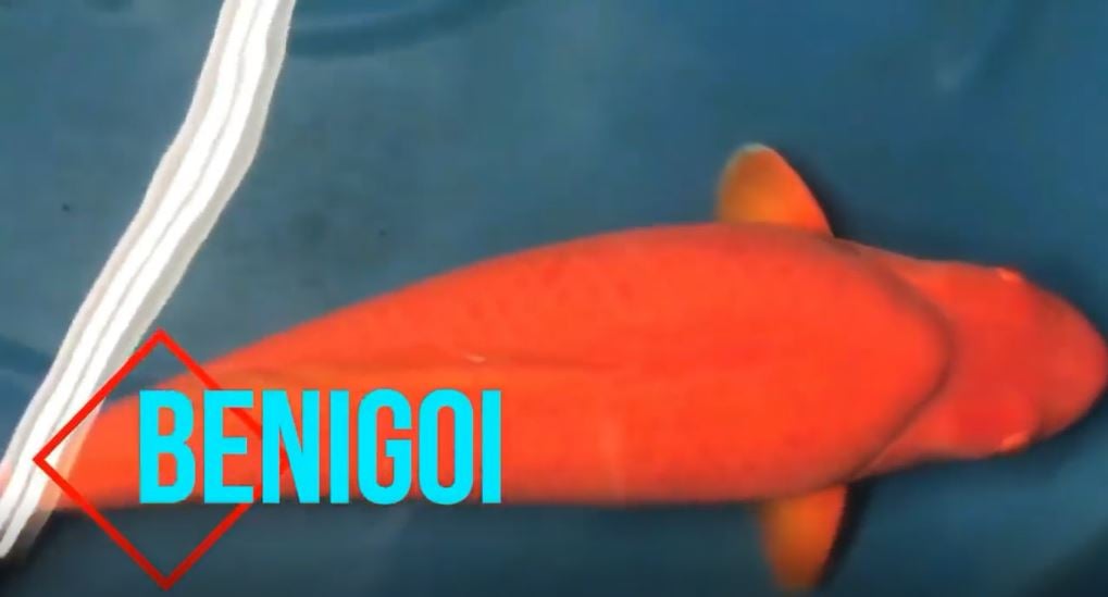 BaHi Fish