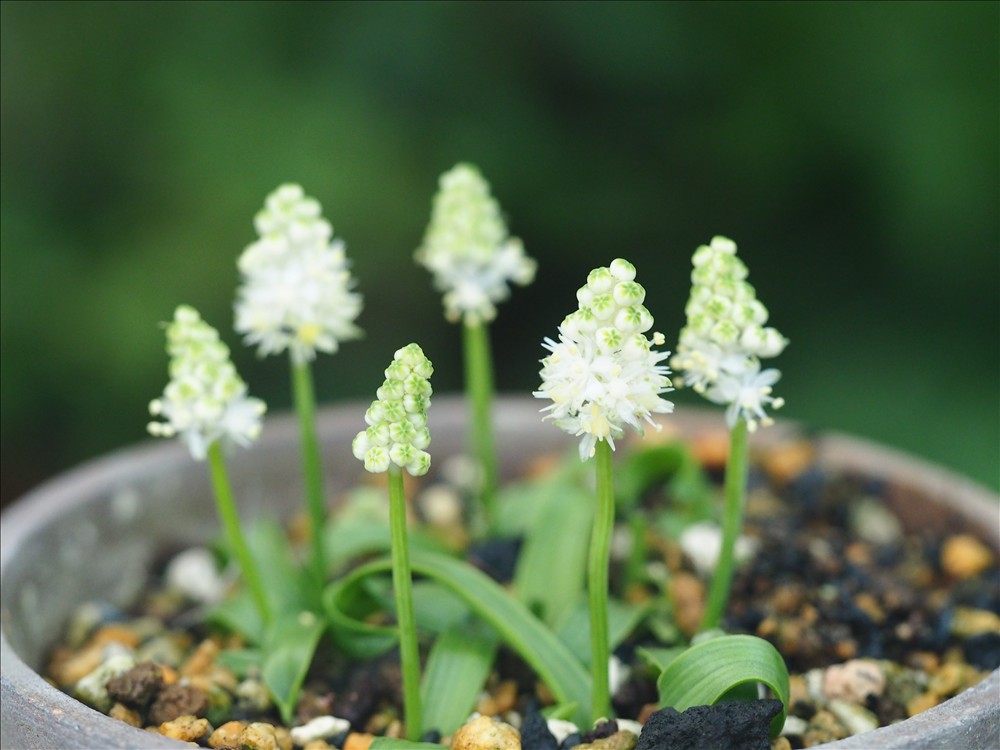 開花中の山野草・・・白花のツルボ、矮小種と極矮小種で～す。