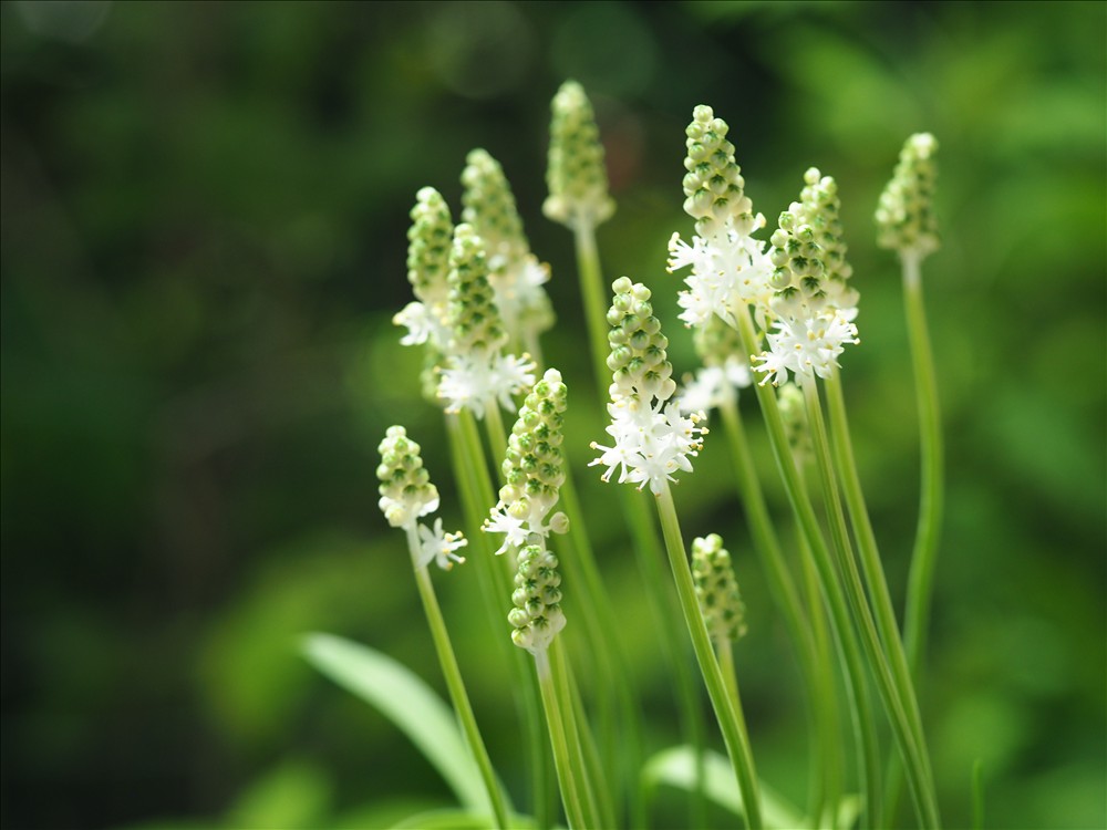 開花中の山野草・・・白花のツルボ、矮小種と極矮小種で～す。