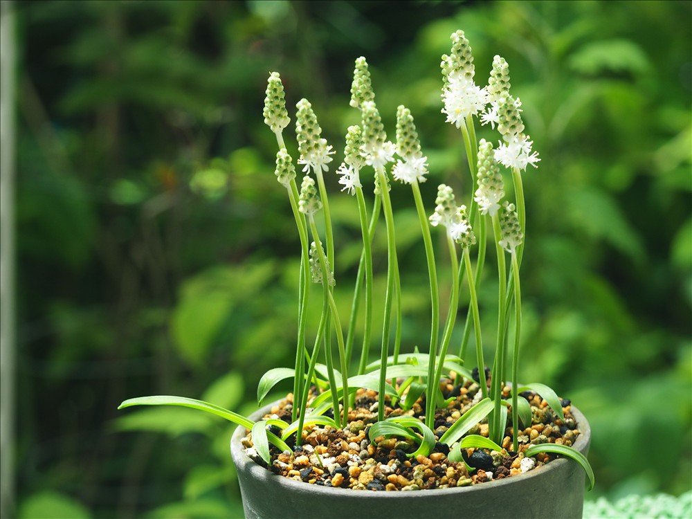 開花中の山野草・・・白花のツルボ、矮小種と極矮小種で～す。