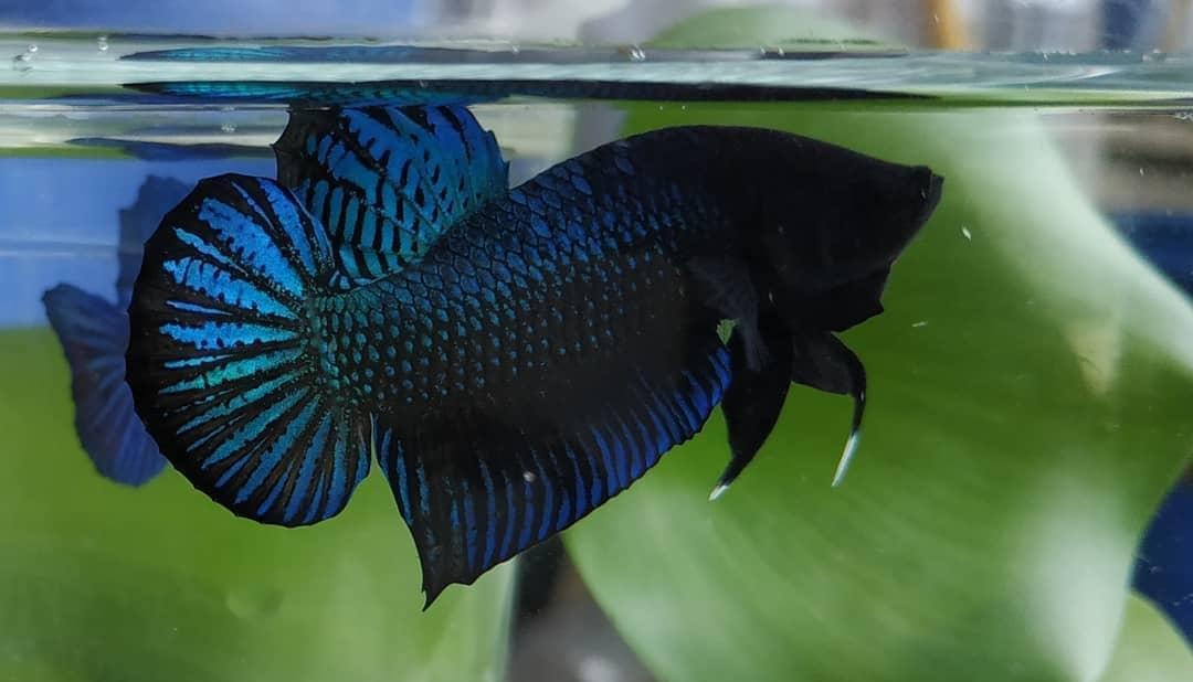 The Singapore Fighting Fish Main Arena / Ring - Reviews,Open Reports ...