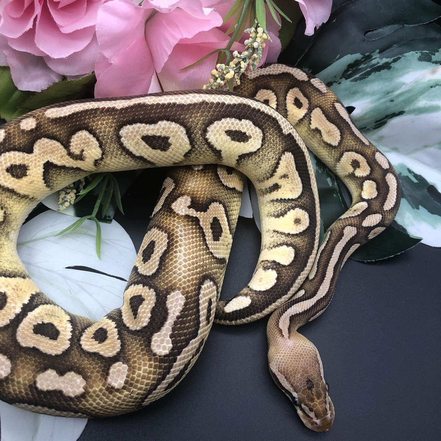 The Star of the day is Willow! She is... - Starfall Exotics