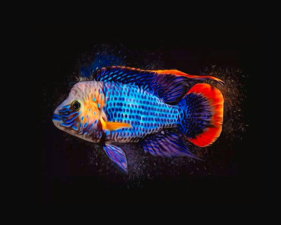 Aquarium fish lovers of Bangladesh | Available Asian Swamp EEL Albino ...