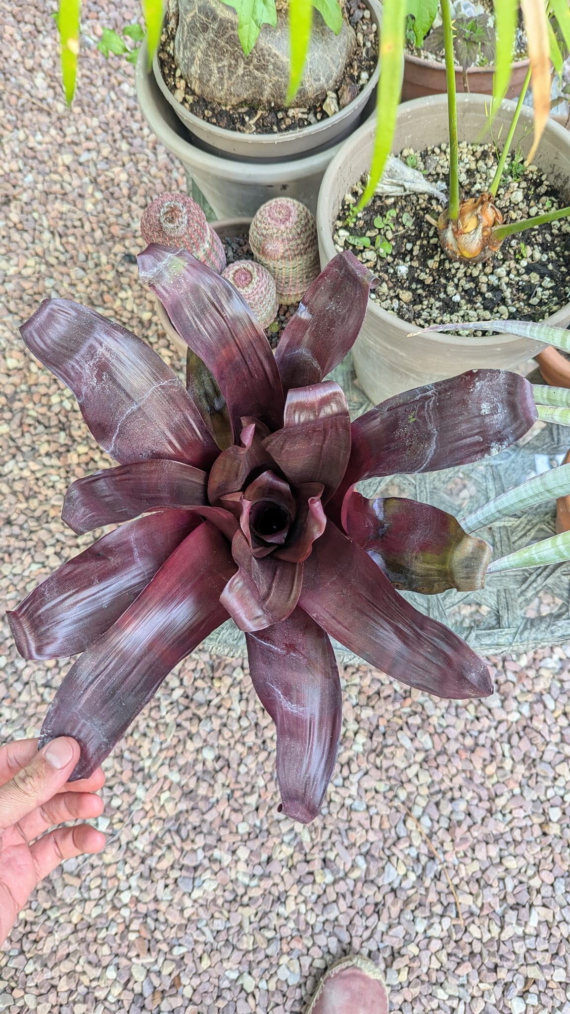 What is the true ID of this Tillandsia plant?