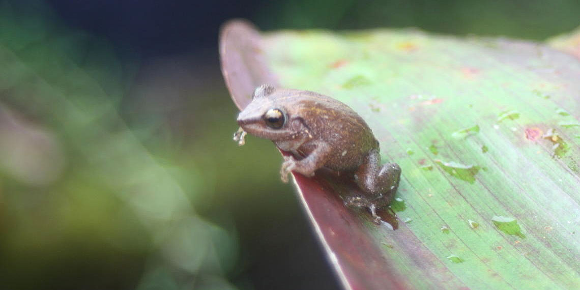 Hawai'i - CO-QUI! Have you heard these noisy little amphibians at night ...