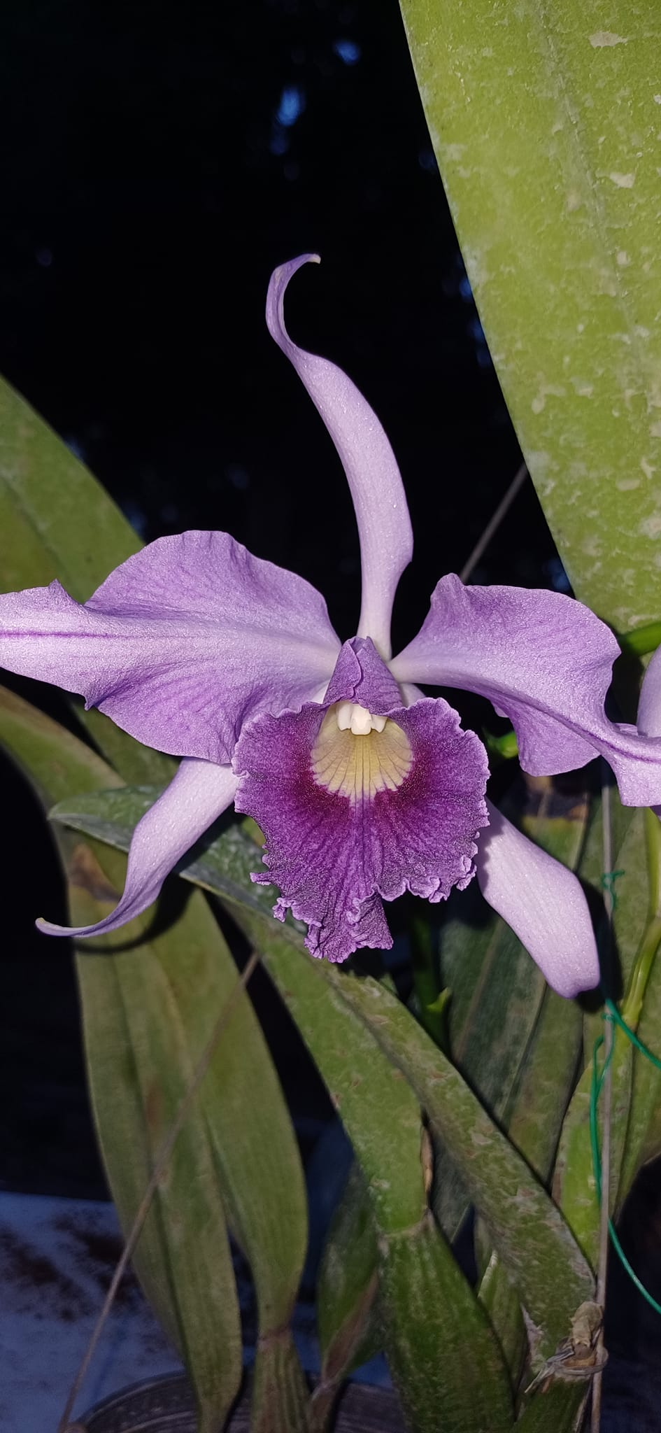 Lc. Canhamiana 'Azure Skies' orchid blooms with 8 open flowers