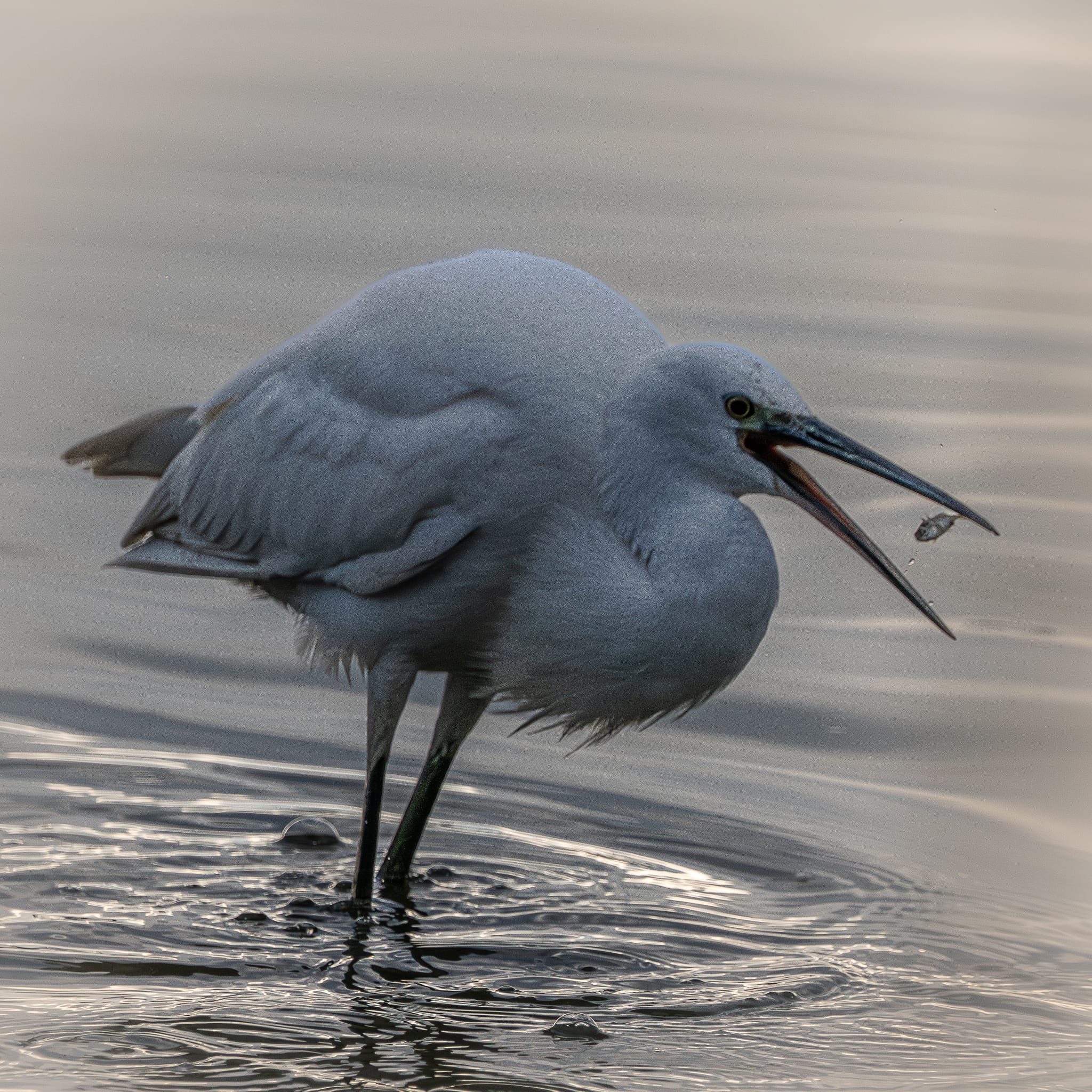 Egret fishing Olympus E-M1X Olympus 100-400