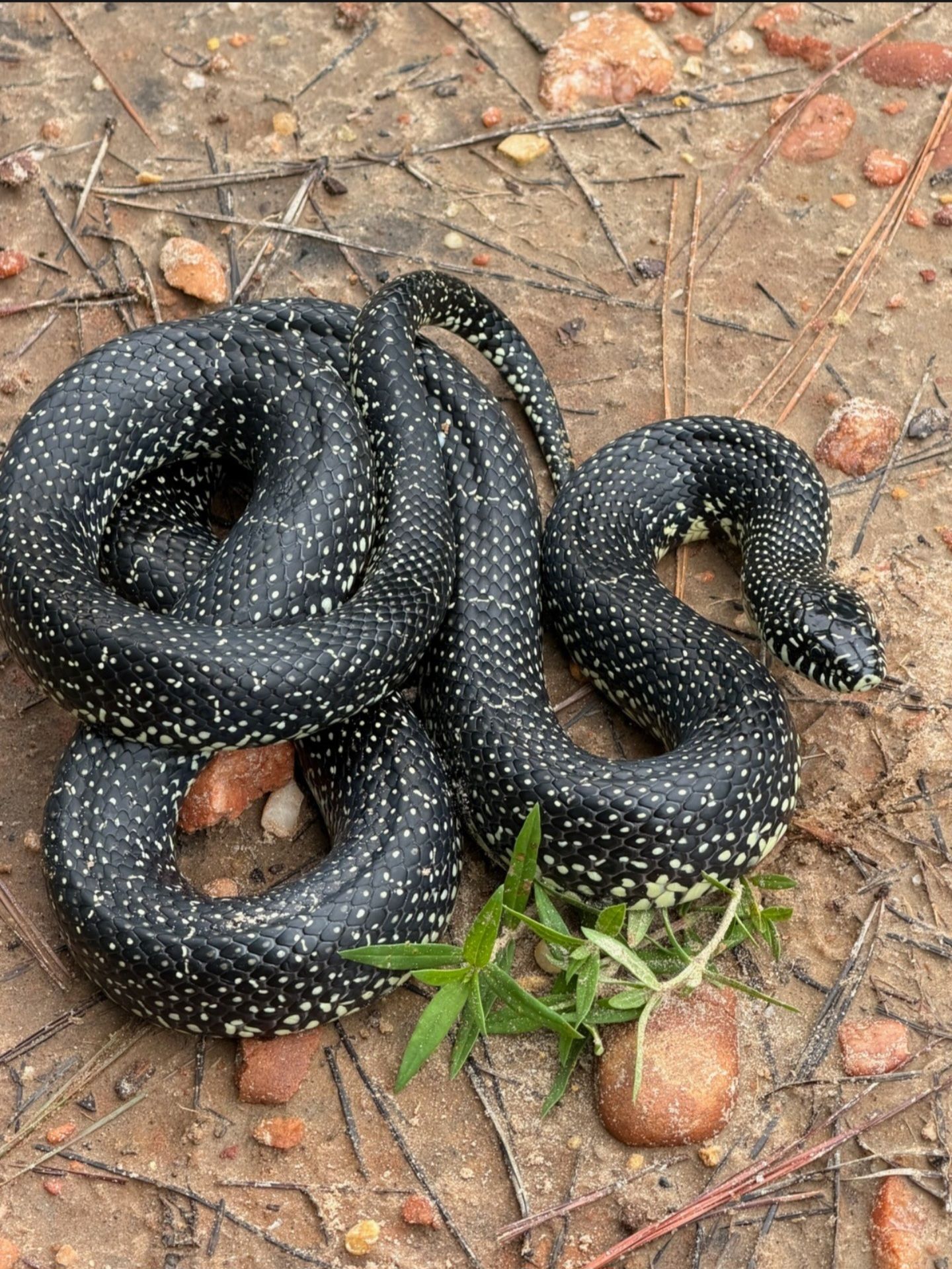 Thomasville,Al - is this one a black king snake ?