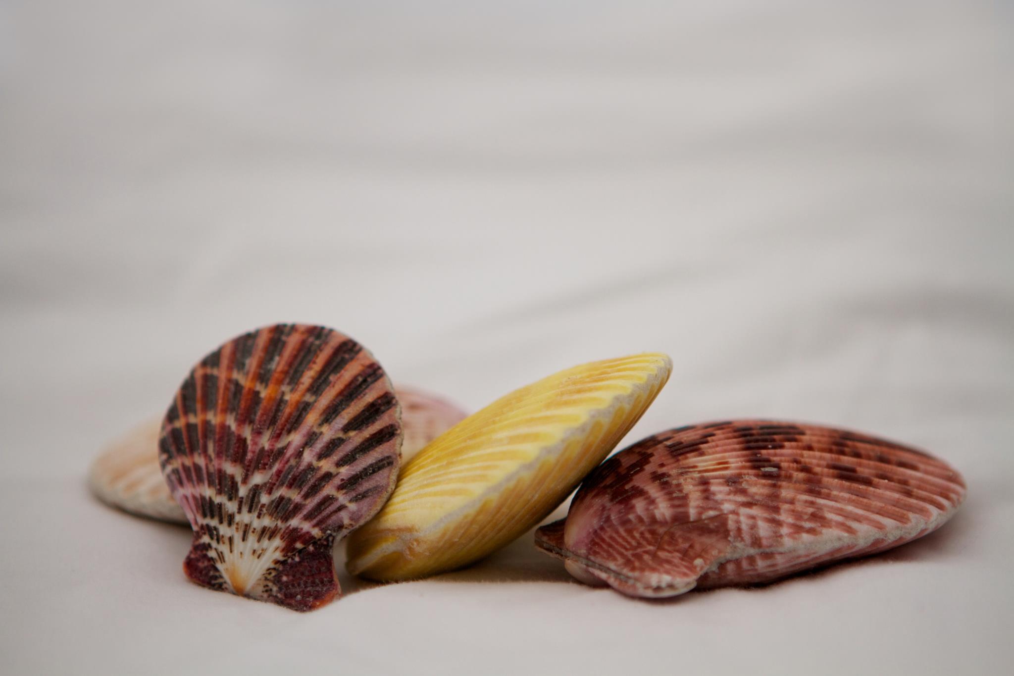 Sea Shell Massage | Manheim PA