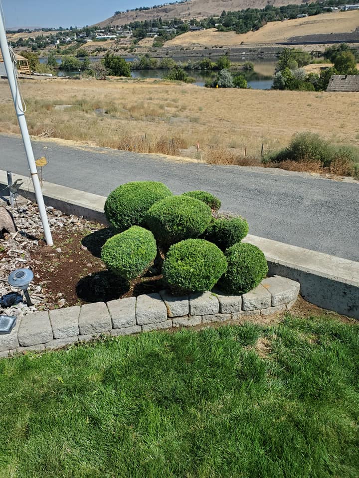 Asap tree and shrub | Clarkston Heights WA