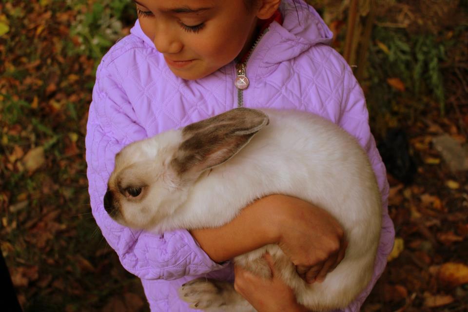 City Rabbits | Grand Rapids MI