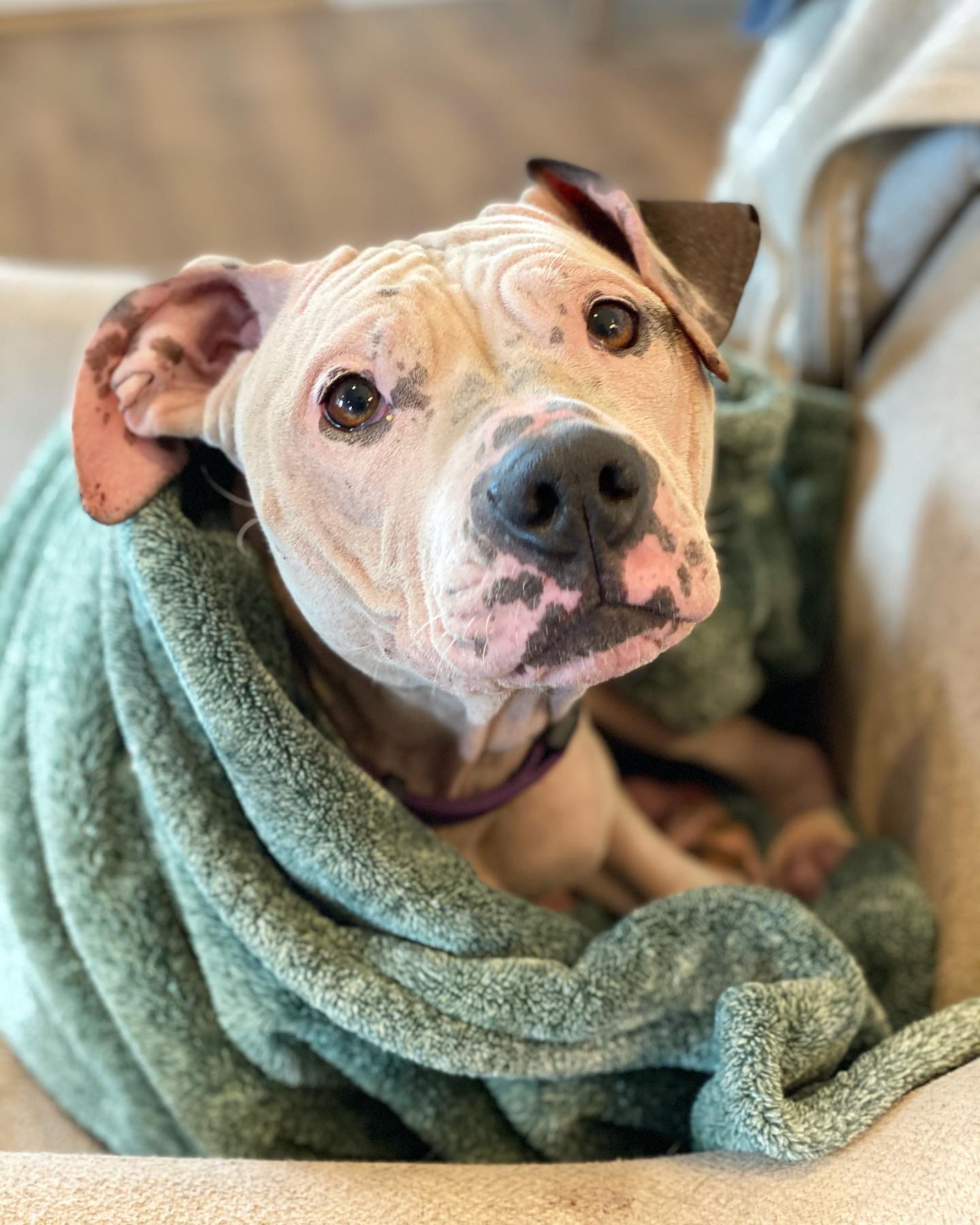 Rescue4All - Happy Friday from foster girl Willow! This... | Facebook