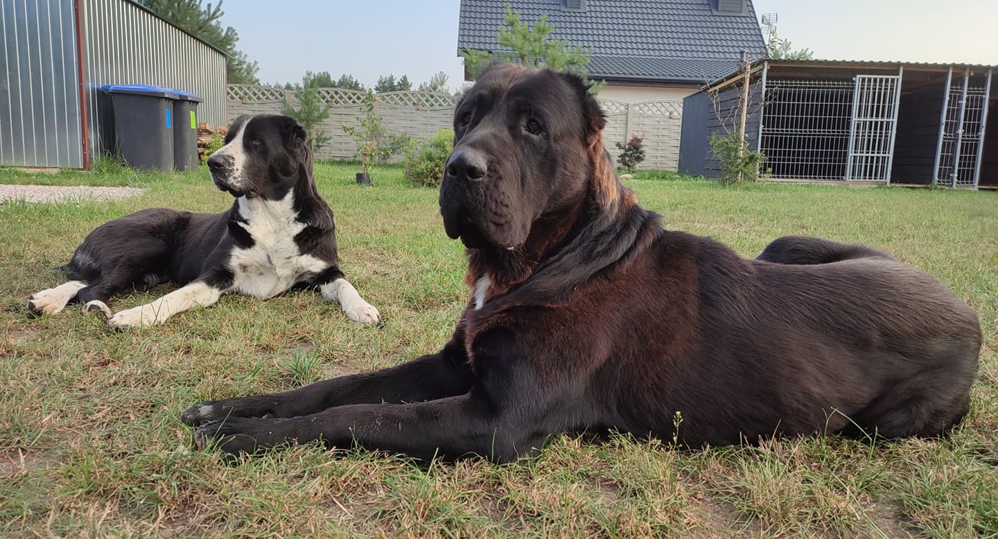 Titan Alabai Kennel - A little head 😉 By Titan Alabai Kennel # ...