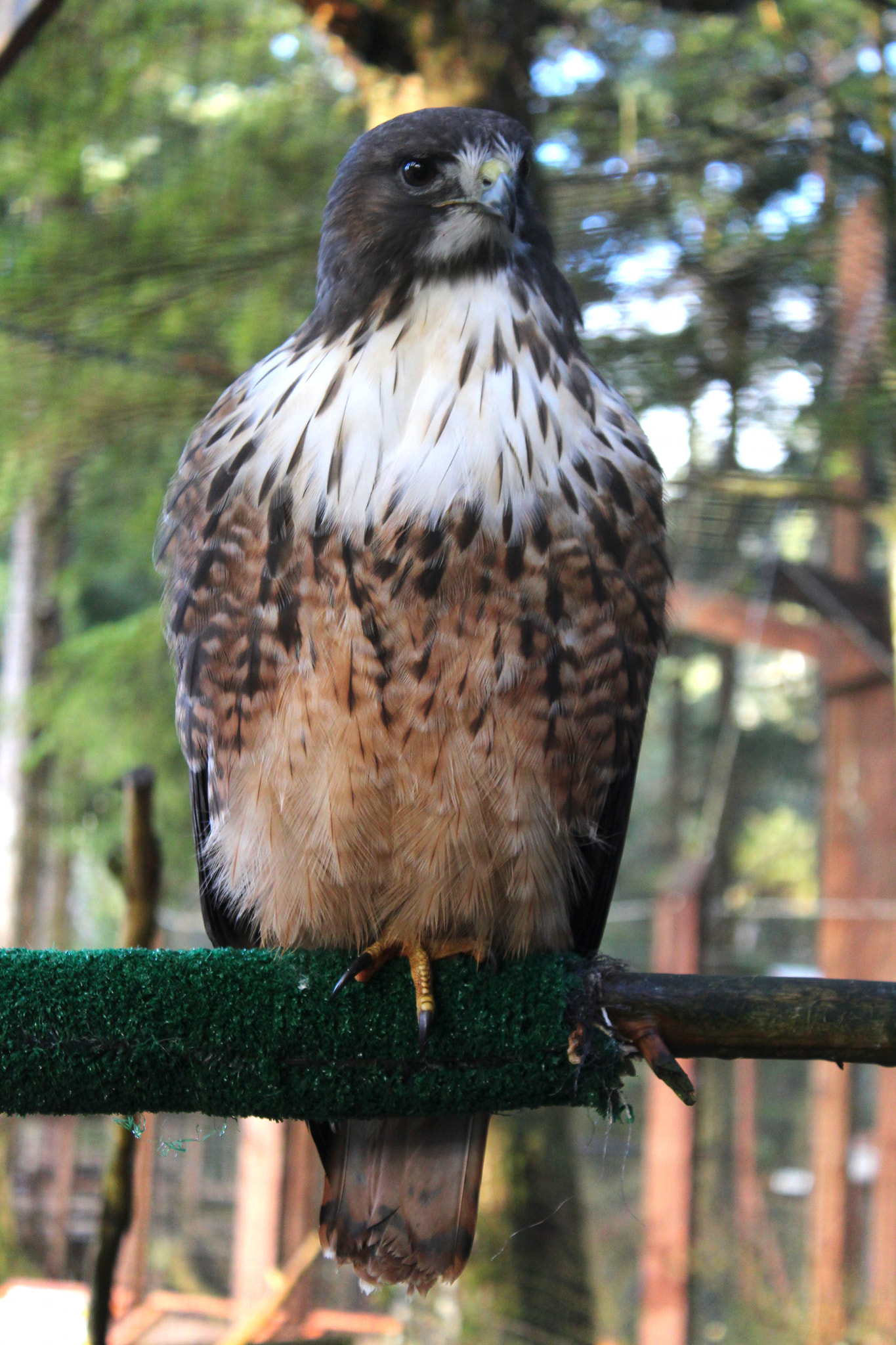 Jake, a Red-tailed Hawk and... - Alaska Raptor Center