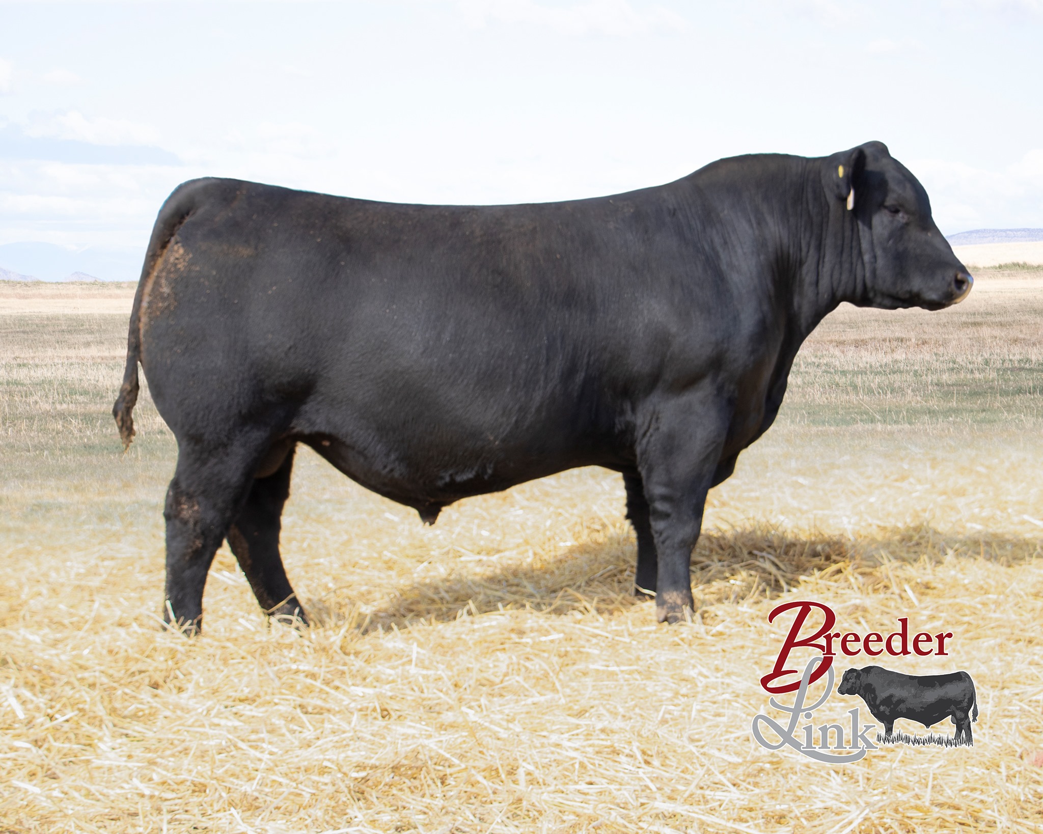 Breeder Link - Sitz Recognition 12139 was one of the... | Facebook