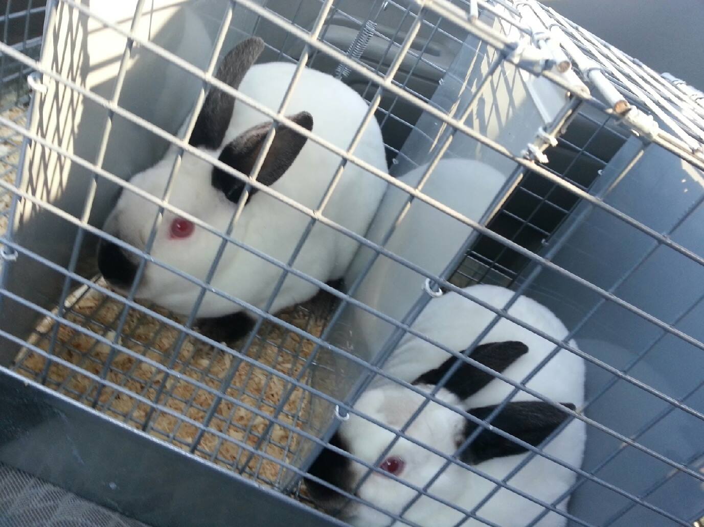 Meet our new Himi Mini... - Mercedes' Rabbitry & Hatchery | Facebook