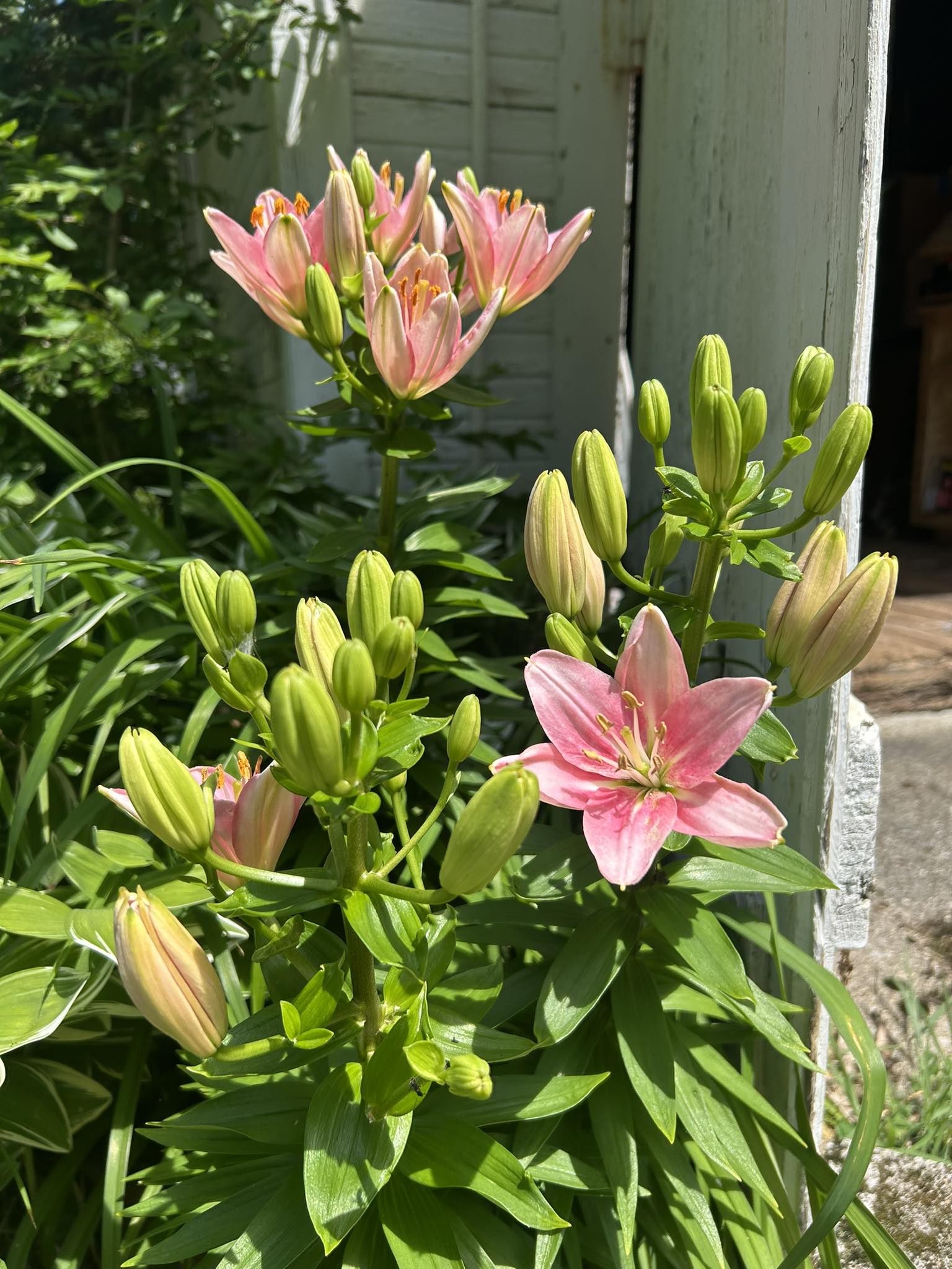 Can't remember the name of this lovely lily.🧡🤍 #lily #flowers