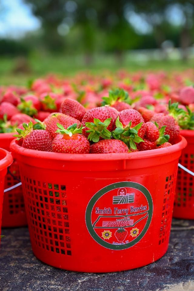 Sold out 815pm 🍓🍓🍓🍓Monday update... - Smith-Perry Berries | Facebook