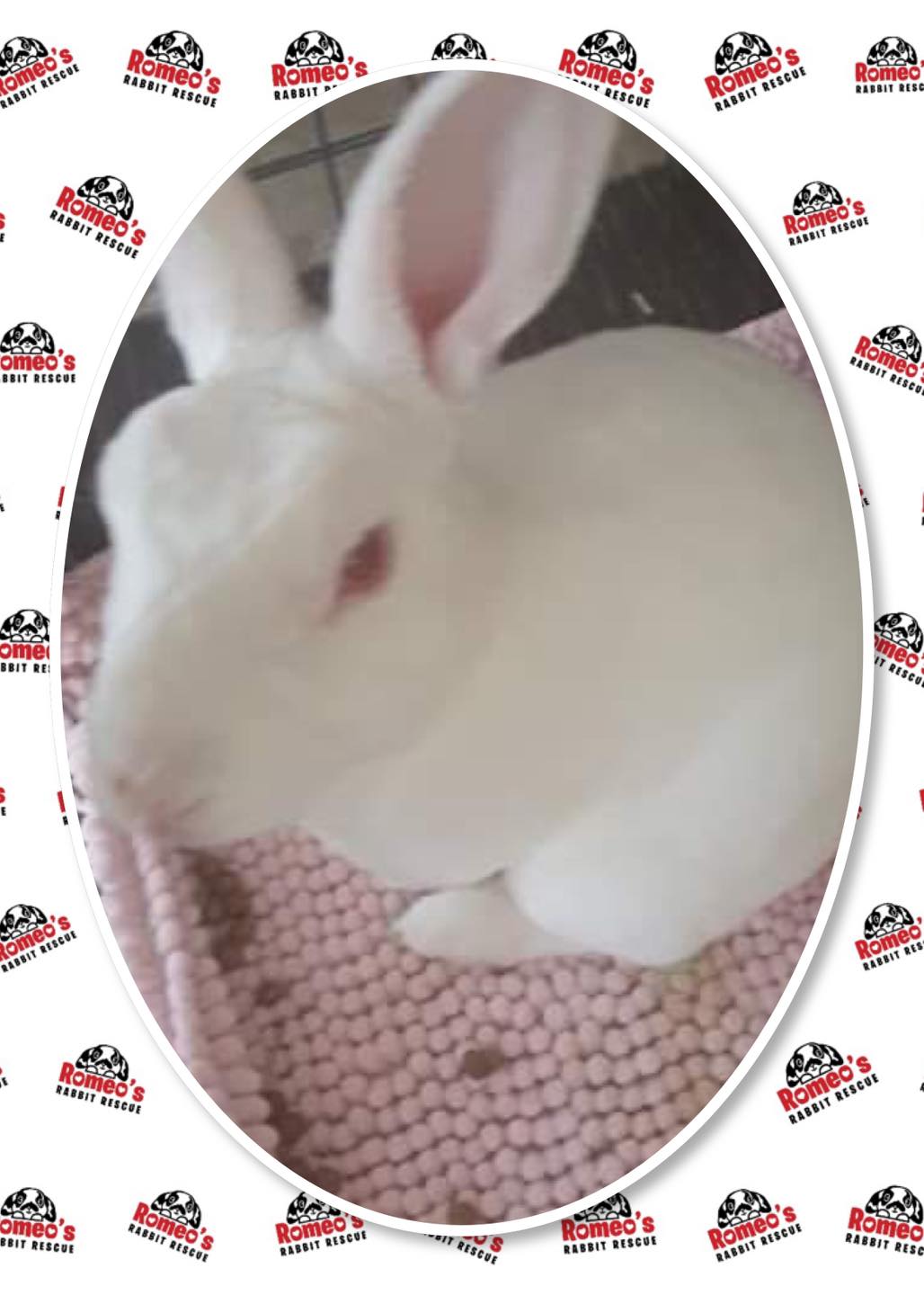 🖤🤍 ️AVAILABLE FOR ADOPTION ️🤍🖤... - Romeo's Rabbit Rescue | Facebook