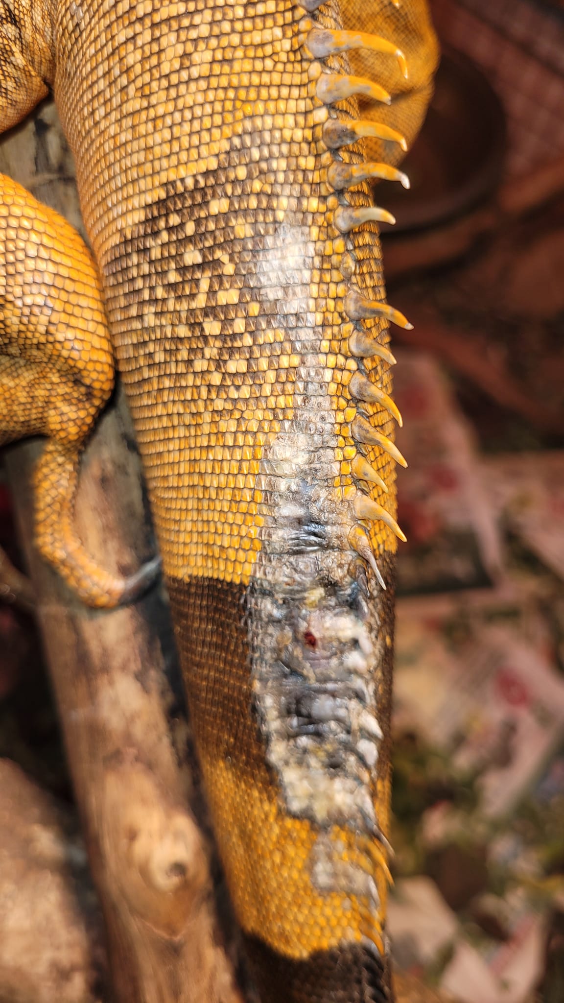 Green Iguana Care Group | Could this be scale rot and if not would ...