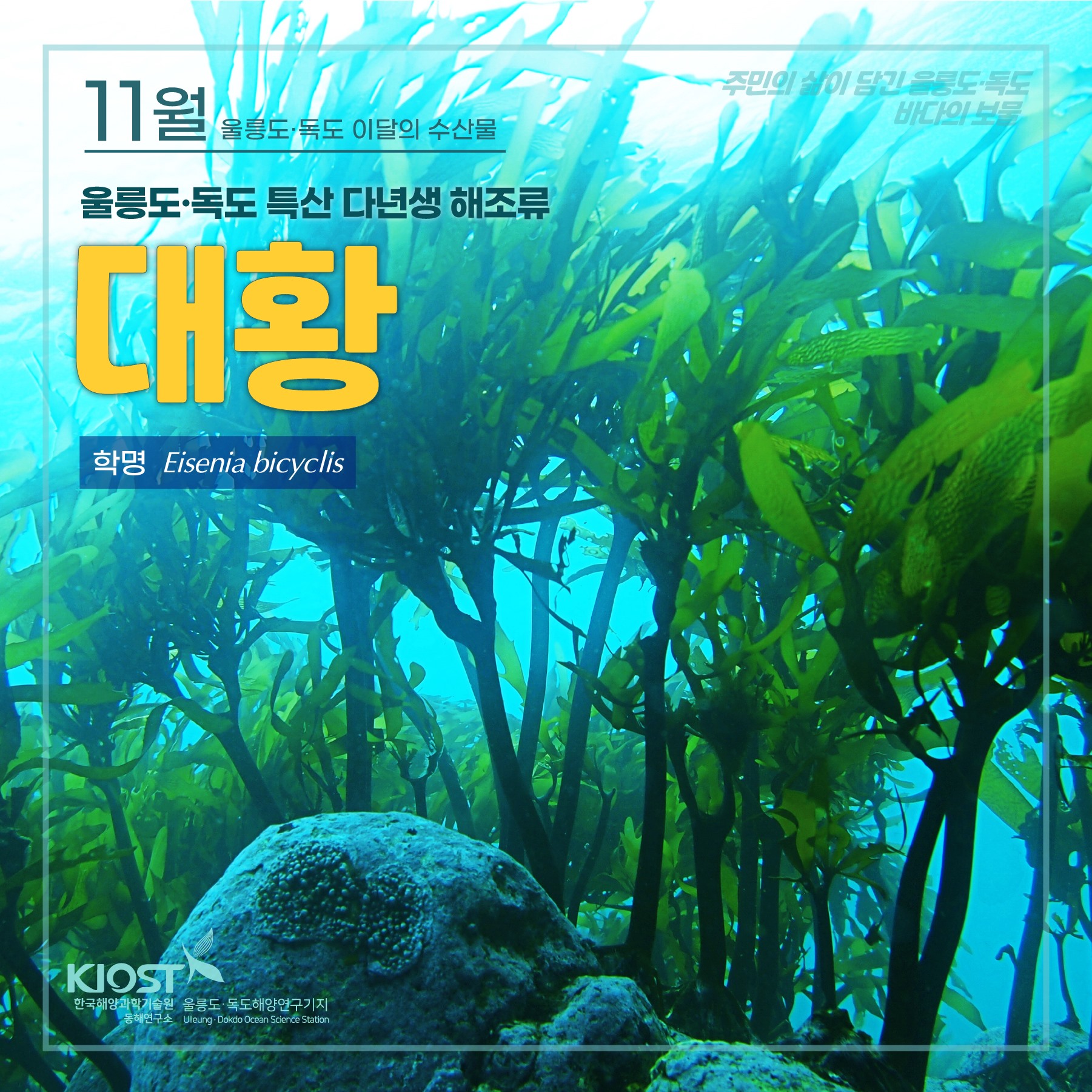 한국해양과학기술원 - 11월! 울릉도·독도 이달의 수산물은 ‘대황’입니다 😘 대황은 맛도 좋고 다양한... | Facebook