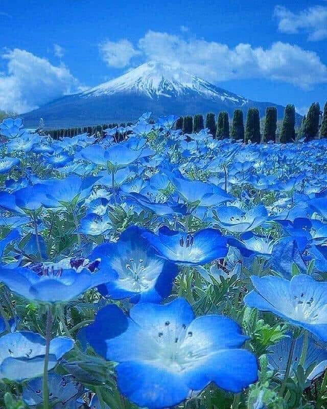 池に落ちる花びらの青のれん A hill covered in millions of tiny blue