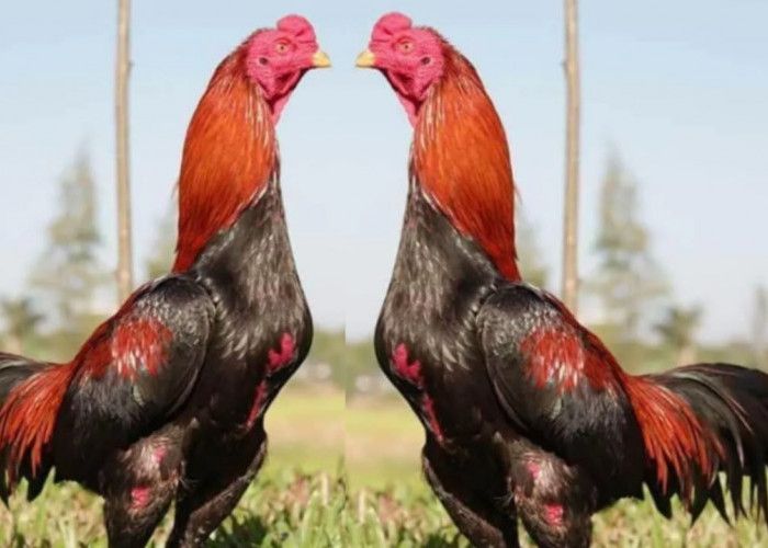 Ayam Phanat Tangerang | Gem pinggiran thailand,,pakoi nya ngeri ...
