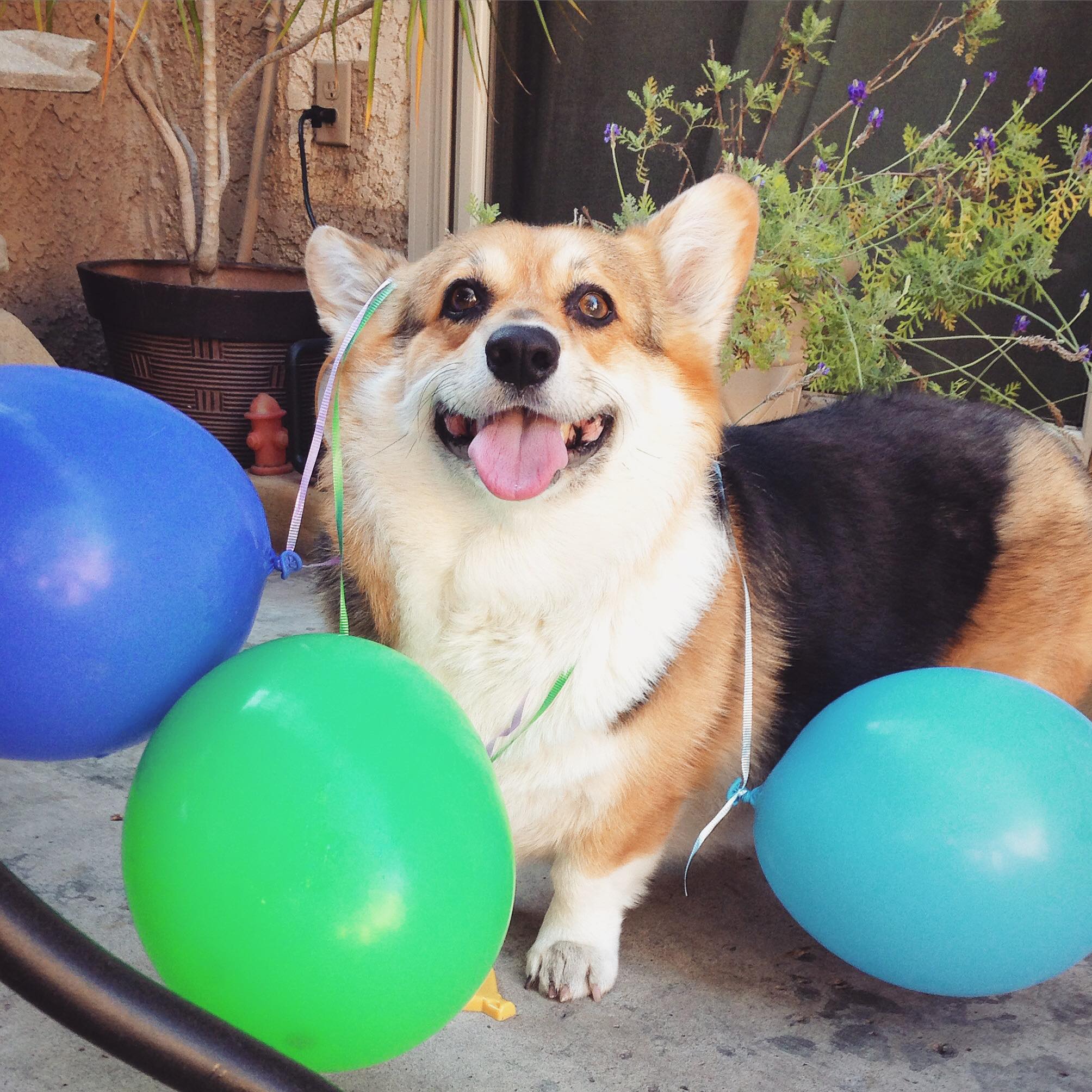 Sad news from the Bay Area corgi... - Peanut Butter the Corgi | Facebook