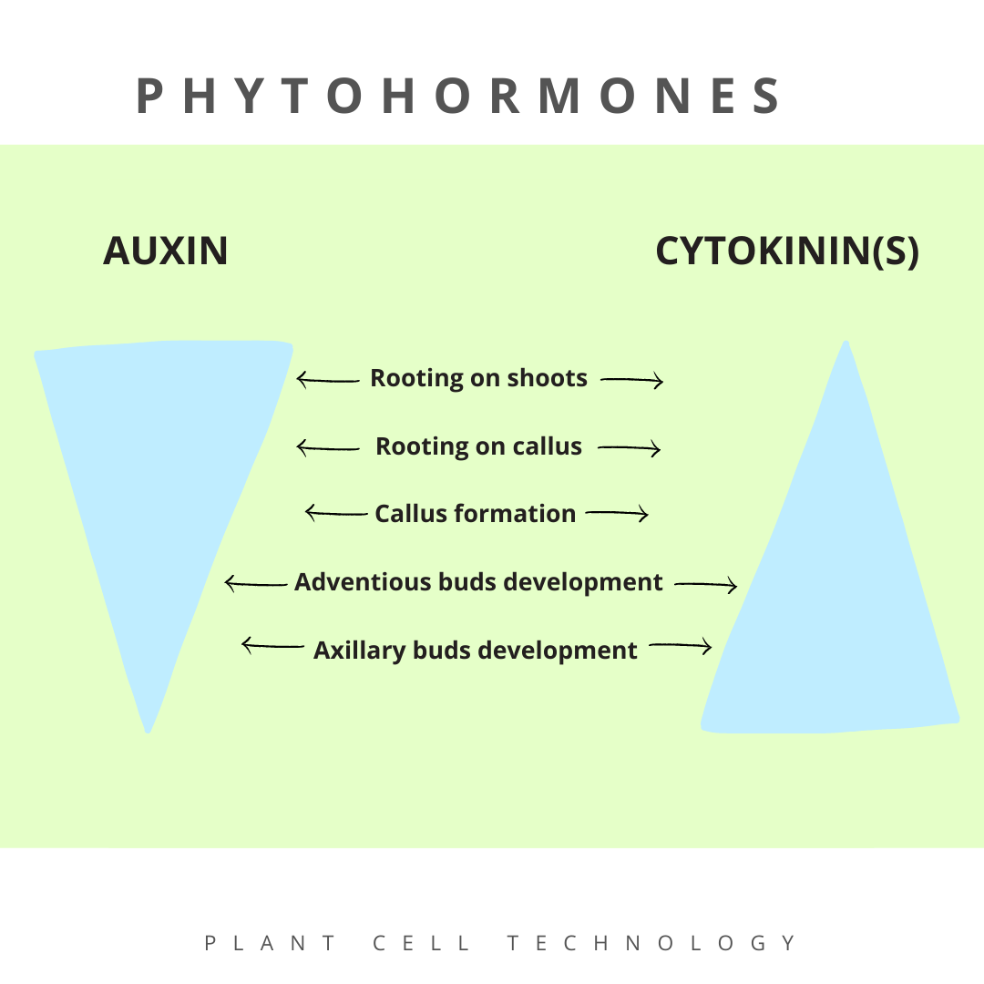 Plant - Auxin and Cytokinin are interconnected phytohormones that help ...