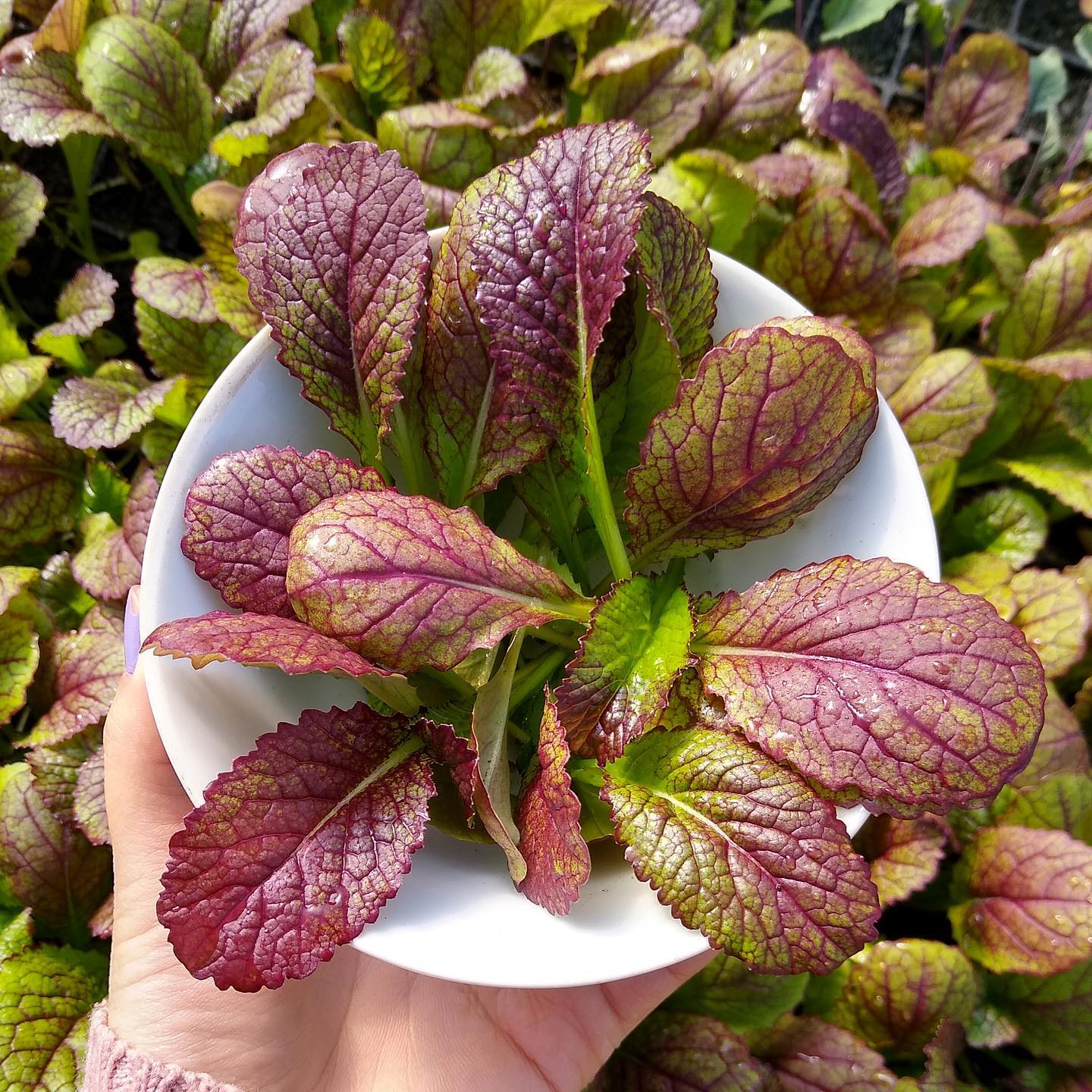 🌱Mostarda Roxa Osaka (ref. 150)🌱 💜Folhas crocantes e suculentas