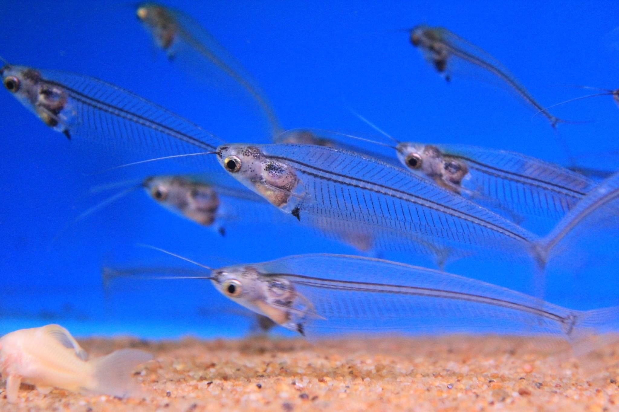 Calabarzon Fish Keepers | Hi everyone, looking for Ghost Catfish & Neon ...
