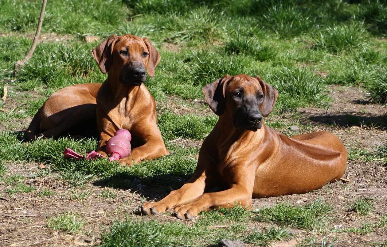 Rhodesian Ridgeback Kennel of Mombasa - Kwelanga