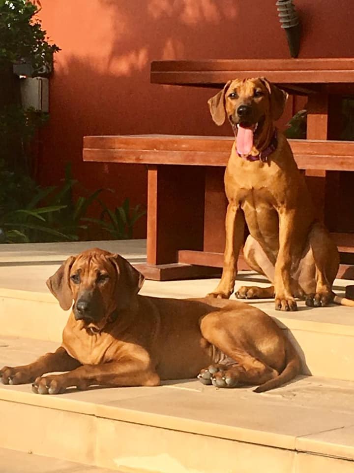 Rhodesian Ridgeback Kennel of Mombasa - Kwelanga