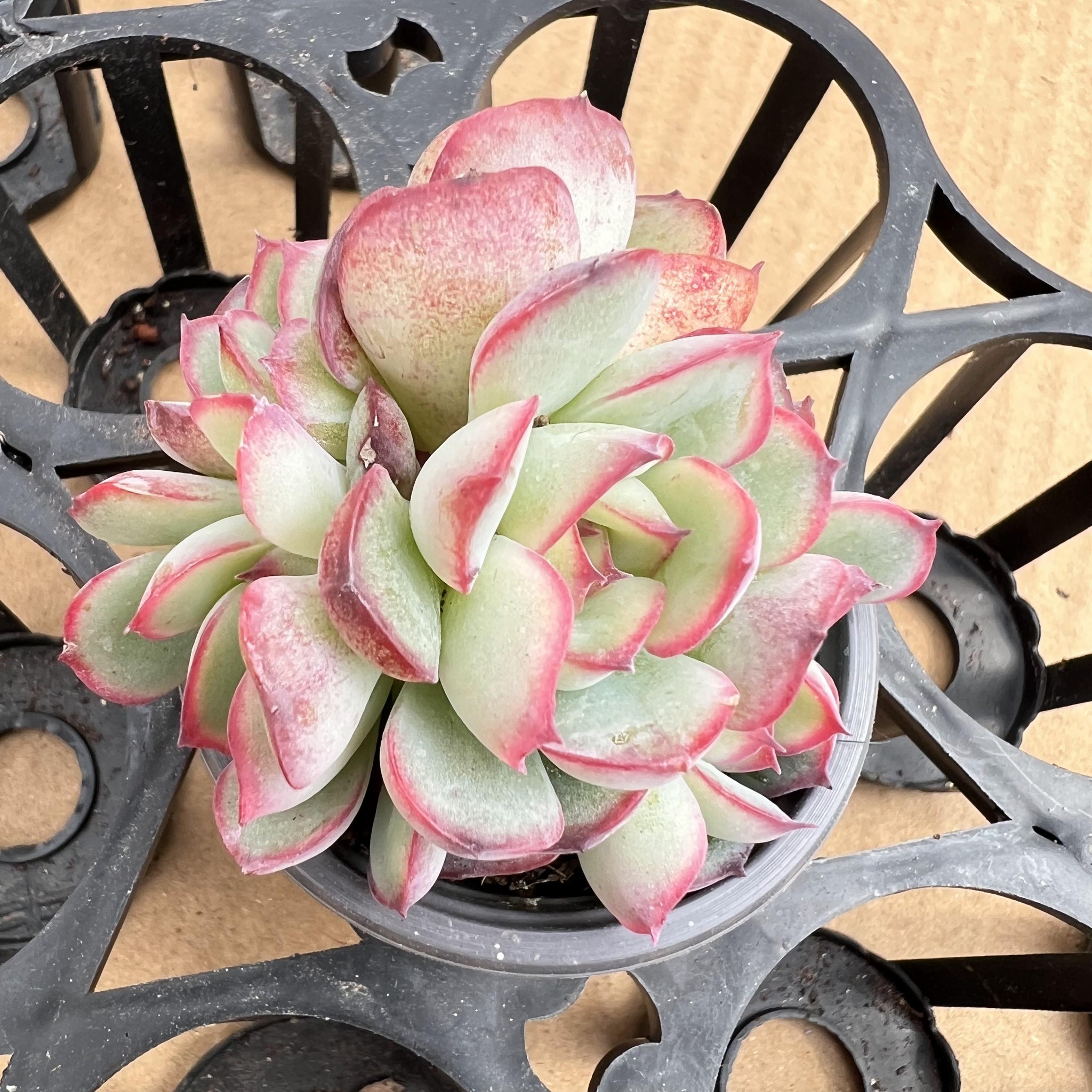 Platycerium Willinckii Moonlight | 月光