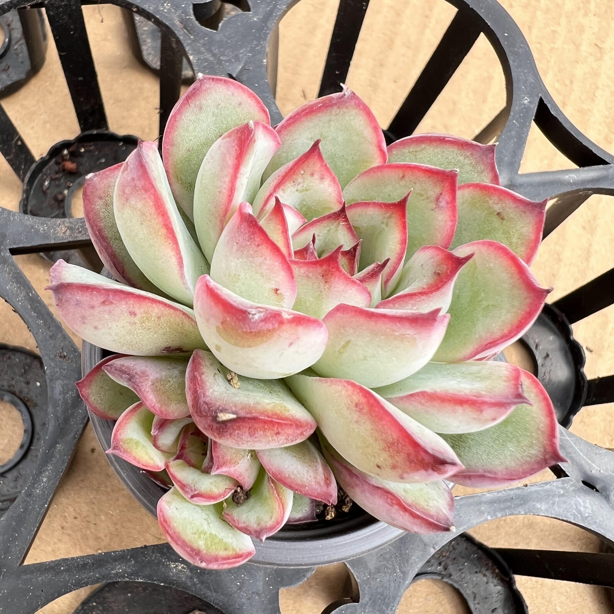 Platycerium Willinckii cv Moonlight