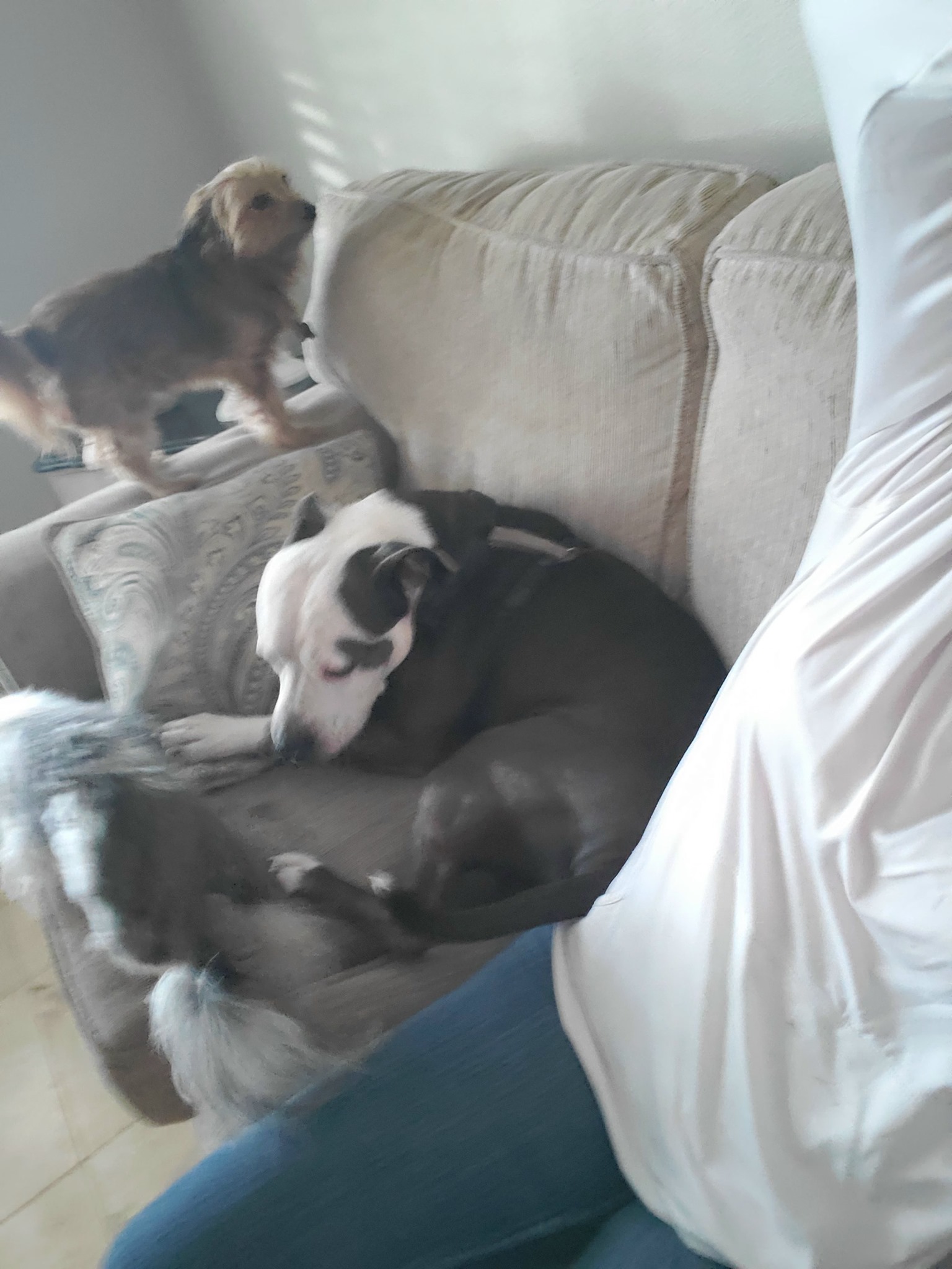 Pinellas Paw Patrol Pet Sitting Service | Largo FL