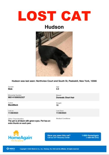 Little Orphan Animals - Peekskill, NY | Peekskill NY
