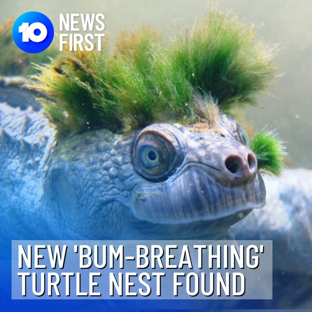 10 News Queensland - GOOD NEWS FOR 'BUM BREATHING' TURTLE Scientists ...