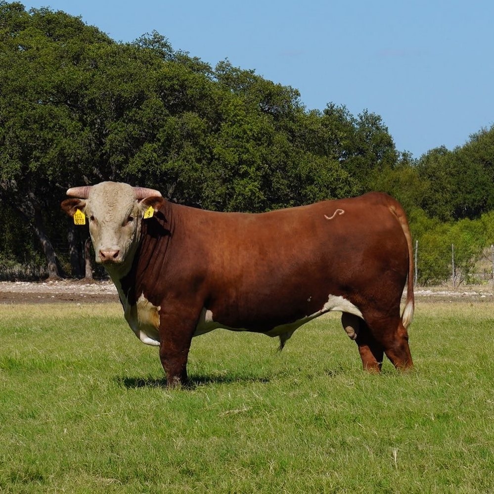 Tuesday 10/13 we are offering 107 Powell Ranch Raised females! Below is ...