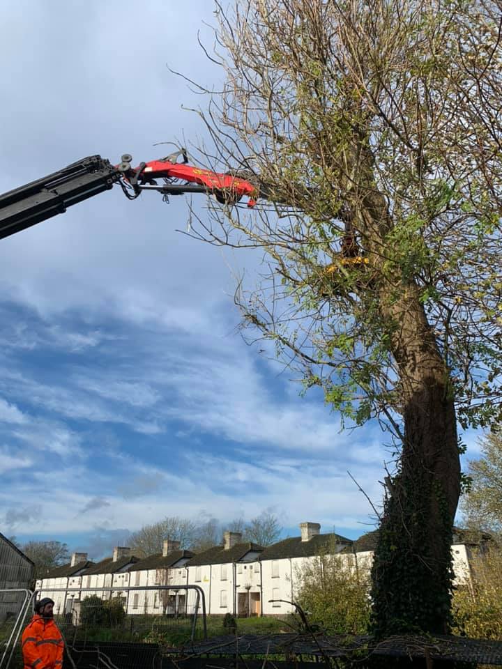Clean Cut Tree Services - Home