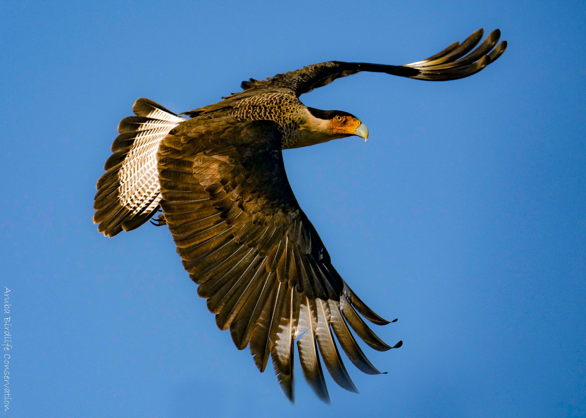 aruba-birdlife-conservation-beauty-in-aruba-carawara-they-say