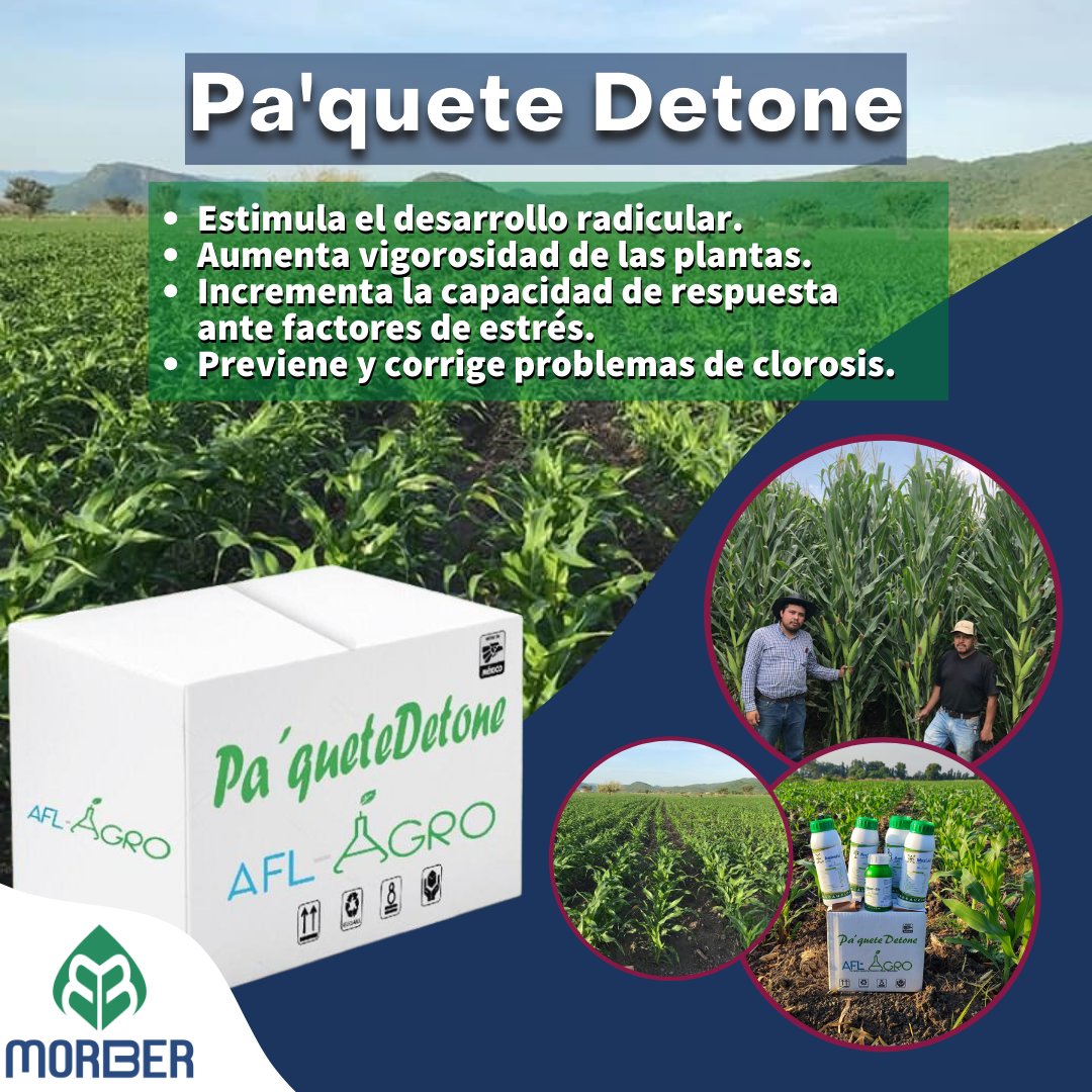 Grupo MorBer - Pa’quete Detone desarrollo 🌱 Al ser...